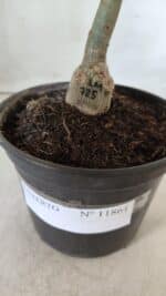 ENXERTO 11861 – 20cm (cor LM 725) - Imagem 5