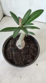 ENXERTO 11861 – 20cm (cor LM 725) - Imagem 4