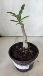 ENXERTO 11862 – 20cm (cor LM 506) - Imagem 2