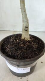 ENXERTO 11862 – 20cm (cor LM 506) - Imagem 4