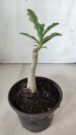 ENXERTO 11862 – 20cm (cor LM 506) - Imagem 3