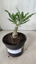 ENXERTO 11863 – 20cm (cor LM 997) - Imagem 2