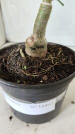 ENXERTO 11863 – 20cm (cor LM 997) - Imagem 4