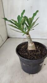 ENXERTO 11863 – 20cm (cor LM 997) - Imagem 3