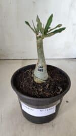 ENXERTO 11864 – 20cm (cor LM 885) - Imagem 2