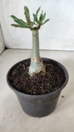 ENXERTO 11864 – 20cm (cor LM 885) - Imagem 3