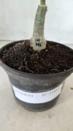 ENXERTO 11865 – 20cm (cor LM 797) ID: Ferrari - Imagem 4