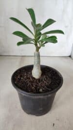 ENXERTO 11865 – 20cm (cor LM 797) ID: Ferrari - Imagem 3