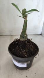 ENXERTO 11866 – 20cm (cor LM 978) - Imagem 2