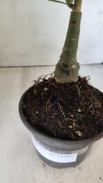 ENXERTO 11866 – 20cm (cor LM 978) - Imagem 4