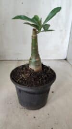 ENXERTO 11866 – 20cm (cor LM 978) - Imagem 3