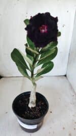 ENXERTO 11867 – 25cm (cor LM 727) - Imagem 2