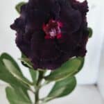 ENXERTO 11867 – 25cm (cor LM 727)