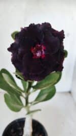 ENXERTO 11867 – 25cm (cor LM 727)