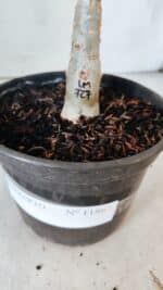 ENXERTO 11867 – 25cm (cor LM 727) - Imagem 7