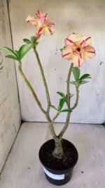 ENXERTO 11868 – 30cm (cor LM 694) - Imagem 2