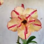 ENXERTO 11868 – 30cm (cor LM 694)