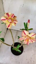 ENXERTO 11868 – 30cm (cor LM 694) - Imagem 4