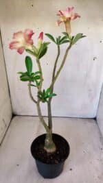 ENXERTO 11868 – 30cm (cor LM 694) - Imagem 5