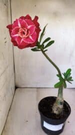 ENXERTO 11869 – 30cm (cor LM 913) - Imagem 2