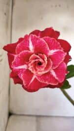 ENXERTO 11869 – 30cm (cor LM 913)