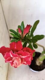 ENXERTO 11869 – 30cm (cor LM 913) - Imagem 4