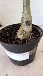 ENXERTO 11869 – 30cm (cor LM 913) - Imagem 7