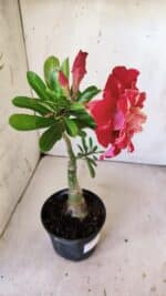 ENXERTO 11869 – 30cm (cor LM 913) - Imagem 6