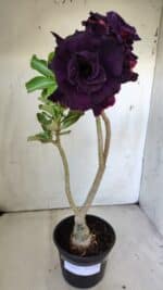 ENXERTO 11870 – 30cm (cor LM 630) - Imagem 2