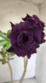 ENXERTO 11870 – 30cm (cor LM 630)