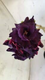 ENXERTO 11870 – 30cm (cor LM 630) - Imagem 4