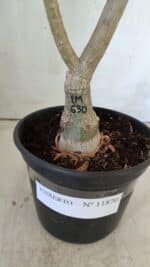 ENXERTO 11870 – 30cm (cor LM 630) - Imagem 7