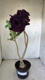 ENXERTO 11870 – 30cm (cor LM 630) - Imagem 6