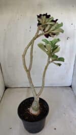 ENXERTO 11870 – 30cm (cor LM 630) - Imagem 5