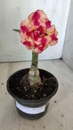 ENXERTO 11871 – 20cm (cor LM 995)