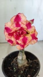 ENXERTO 11871 – 20cm (cor LM 995) - Imagem 3