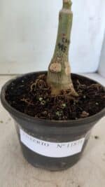 ENXERTO 11871 – 20cm (cor LM 995) - Imagem 6