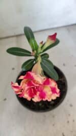 ENXERTO 11871 – 20cm (cor LM 995) - Imagem 4