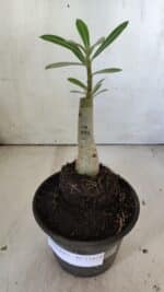 ENXERTO 11872 – 20cm (cor LM 979) - Imagem 2