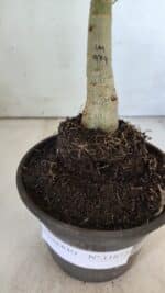 ENXERTO 11872 – 20cm (cor LM 979) - Imagem 4