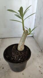 ENXERTO 11872 – 20cm (cor LM 979) - Imagem 3