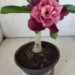 ENXERTO 11873 – 20cm (cor LM 999)