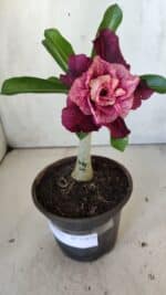 ENXERTO 11873 – 20cm (cor LM 999)