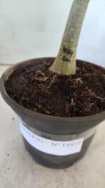 ENXERTO 11873 – 20cm (cor LM 999) - Imagem 6