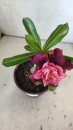 ENXERTO 11873 – 20cm (cor LM 999) - Imagem 4