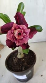 ENXERTO 11873 – 20cm (cor LM 999) - Imagem 3