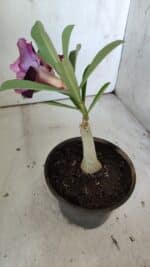 ENXERTO 11873 – 20cm (cor LM 999) - Imagem 5