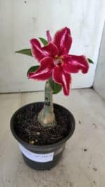 ENXERTO 11874 – 20cm (cor LM 887) - Imagem 2