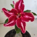 ENXERTO 11874 – 20cm (cor LM 887)