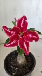 ENXERTO 11874 – 20cm (cor LM 887)